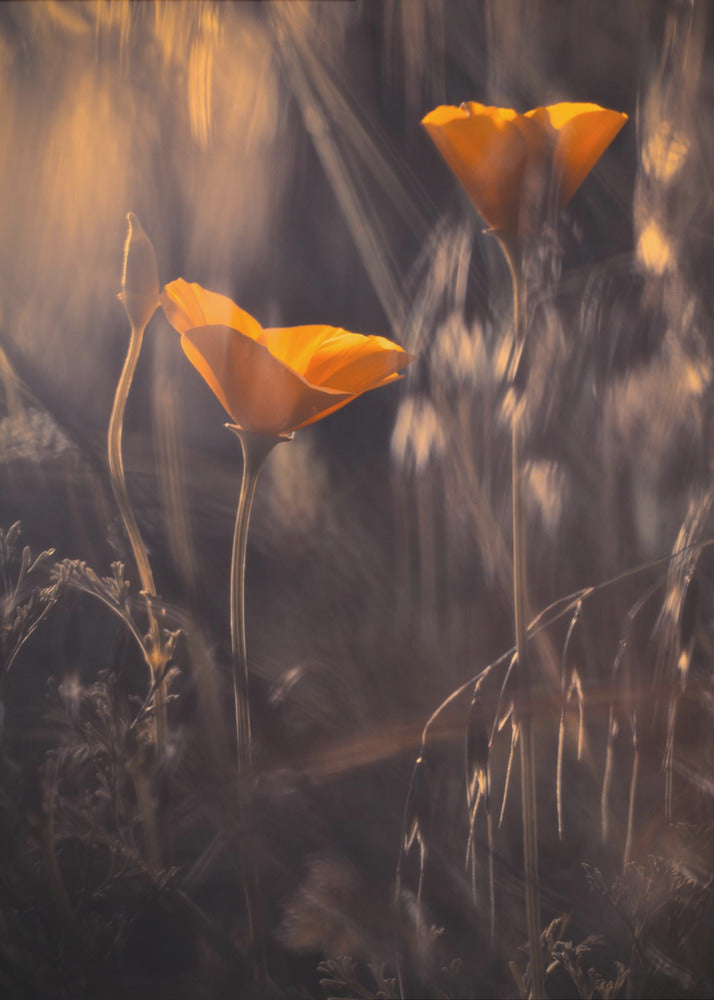 From The Enchanted Secret Garden | Poster