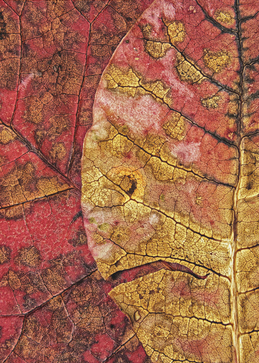 Dying Leaf | Canvas