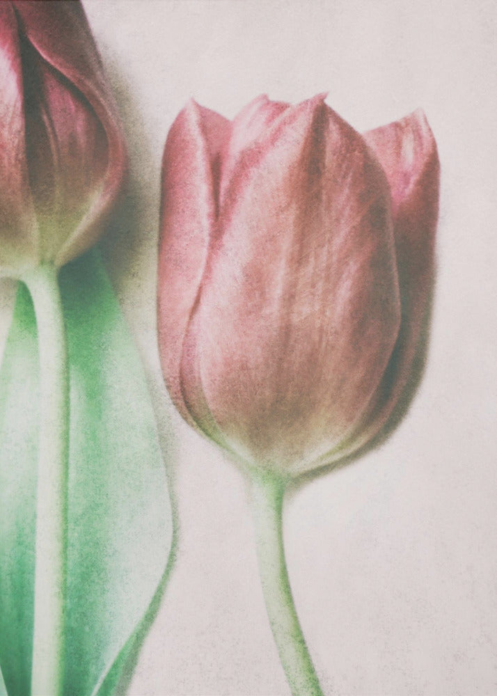 The Spring Lovers | Canvas