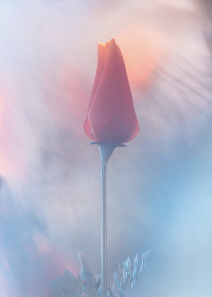 Douceur &amp; Volupté | Poster