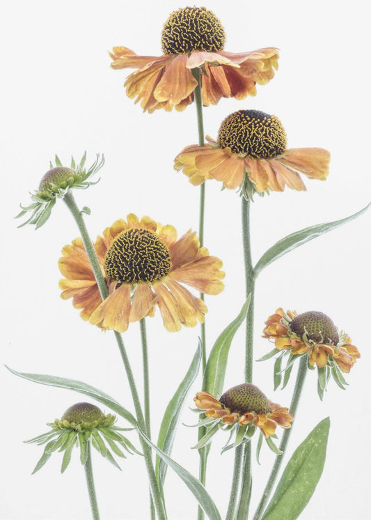 Helenium | Canvas
