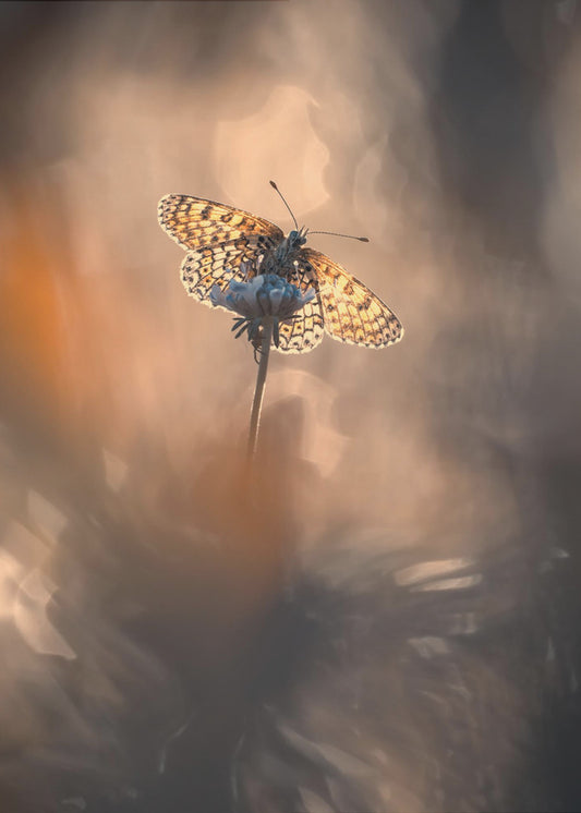 Naturally Framed | Canvas