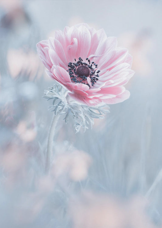 La reine de neiges | Poster