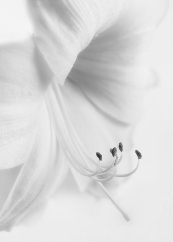 White on White | Poster