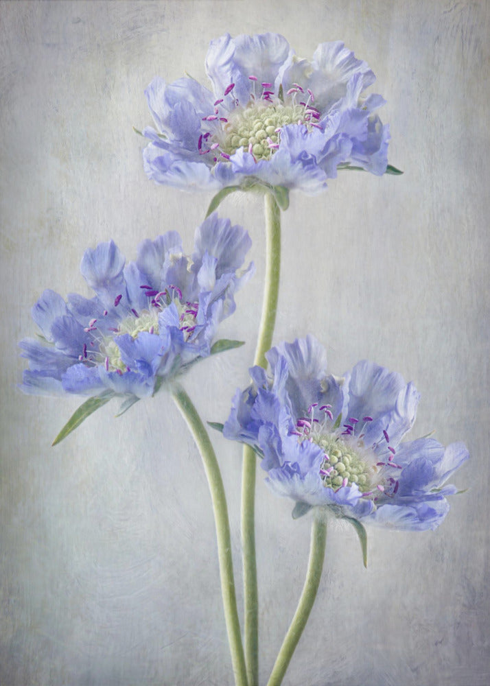 Scabiosa | Canvas