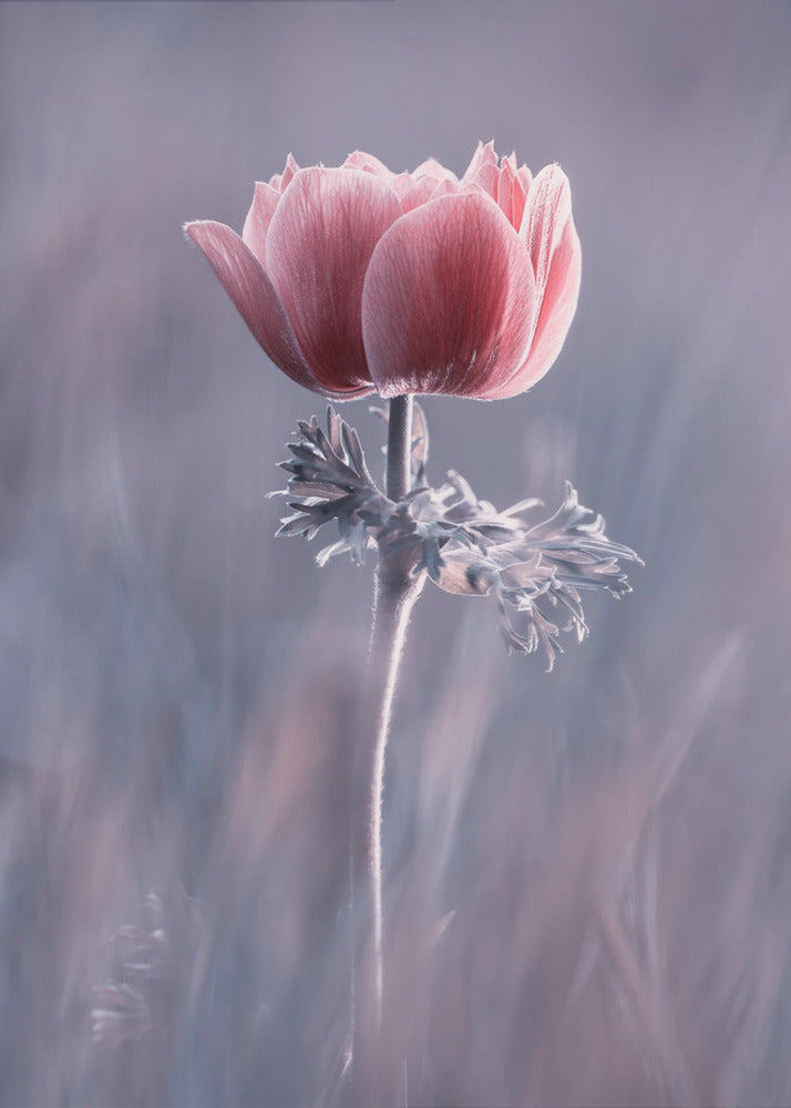 Pink ! So What ? | Canvas