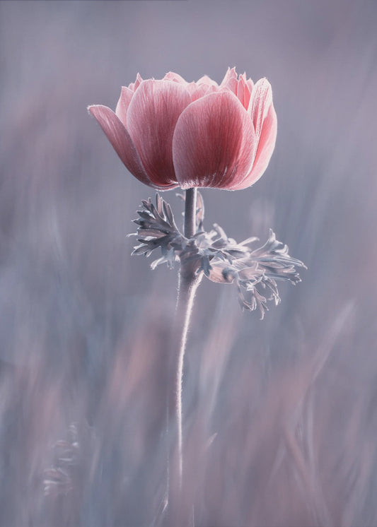 Pink ! So What ? | Canvas