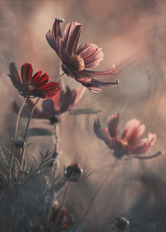 The Funky Family | Poster