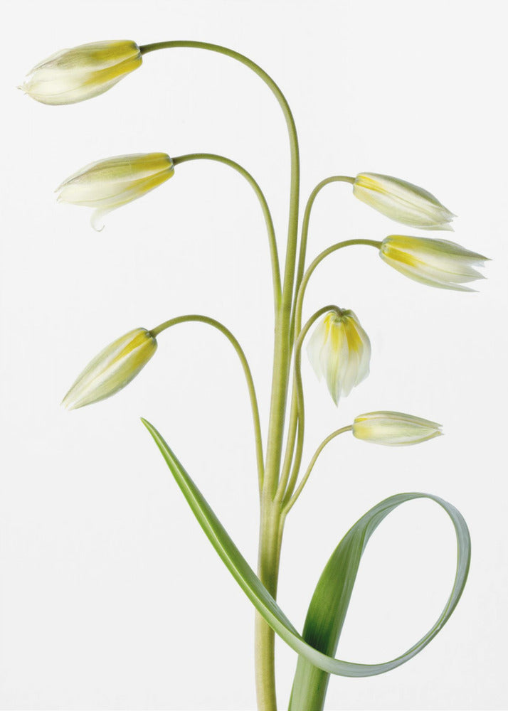 ~Tulipa Tarda~ | Poster