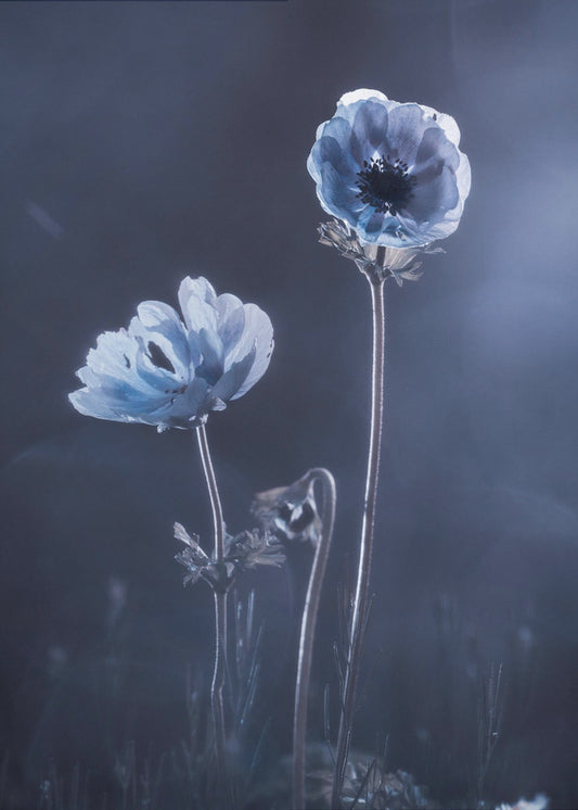 Meanwhile, oustide walls | Canvas