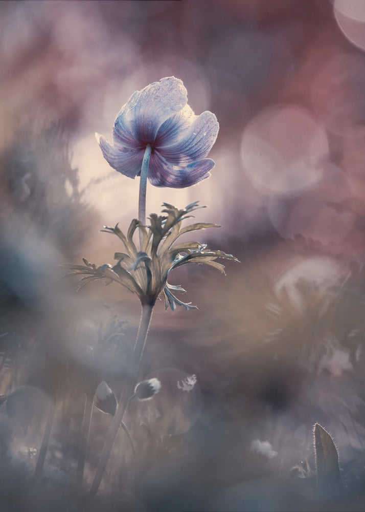 A brighter future | Canvas