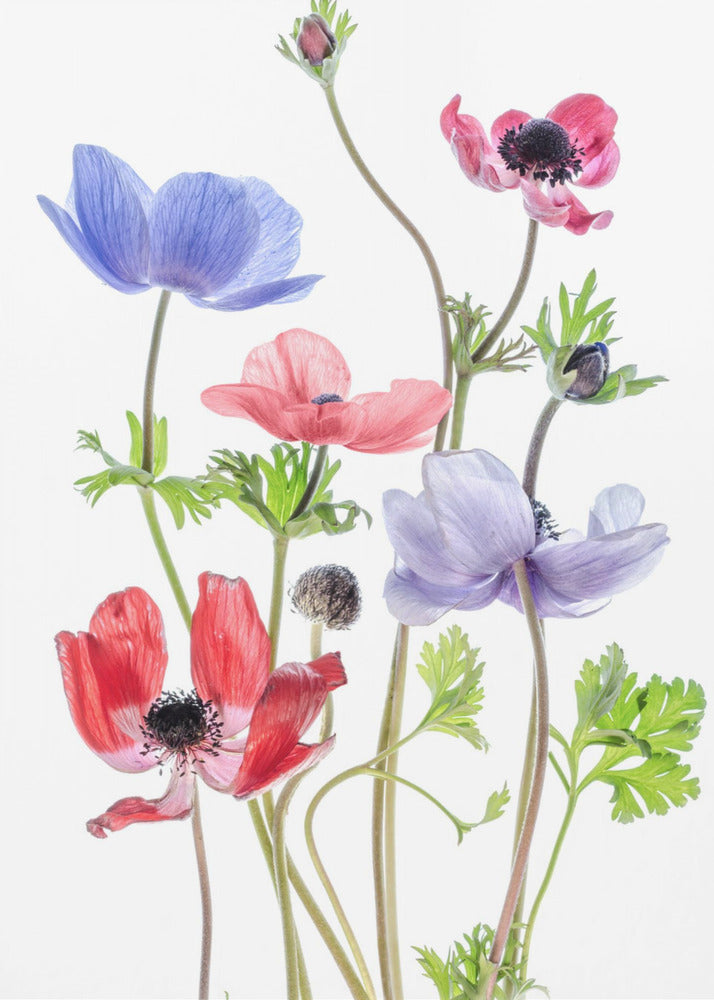 Anemone De Caen | Canvas