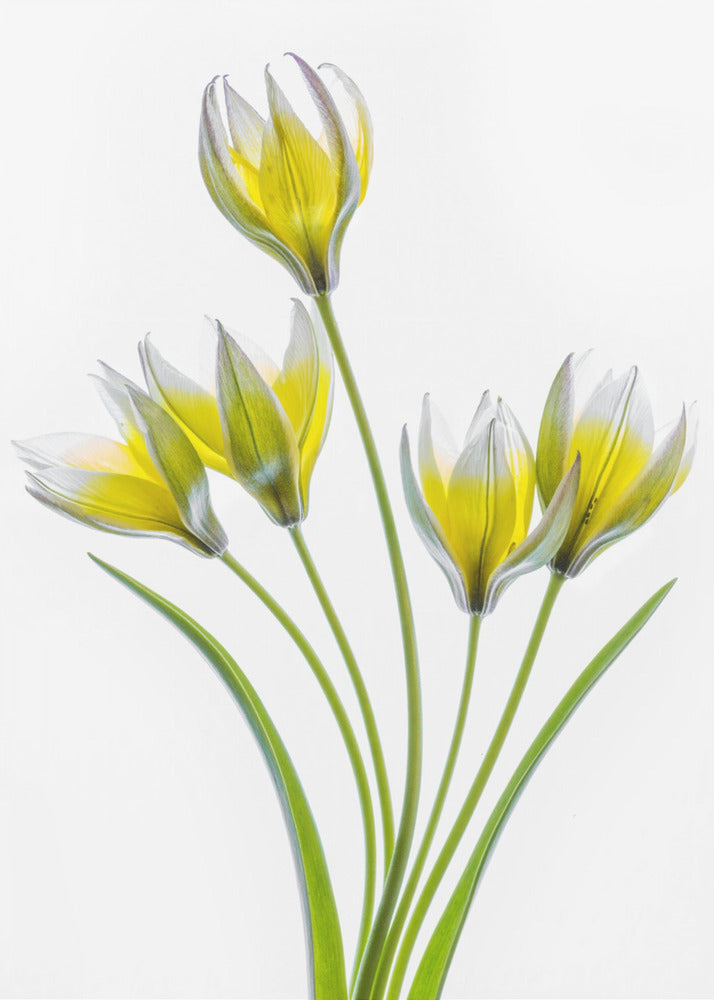 Tulipa | Poster