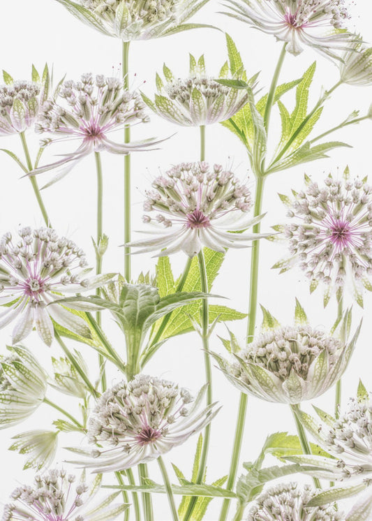 .Astrantia. | Canvas
