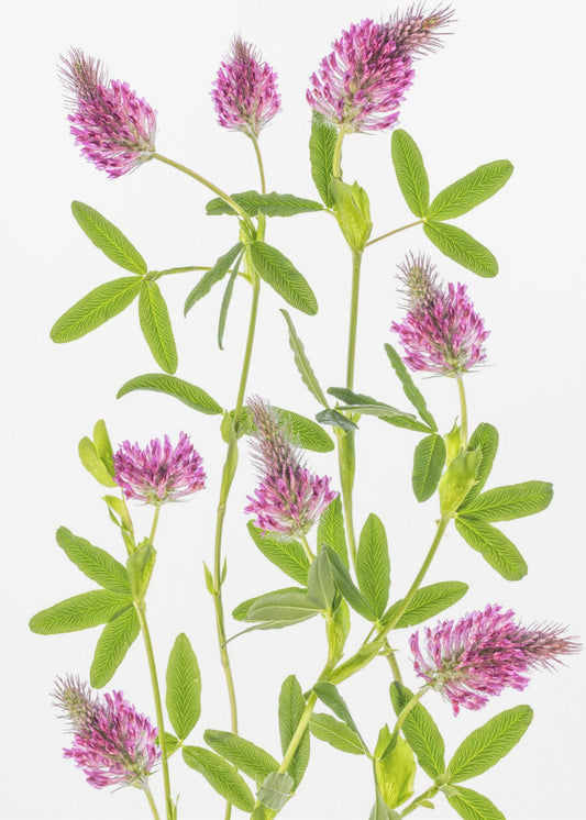 Trifolium | Canvas
