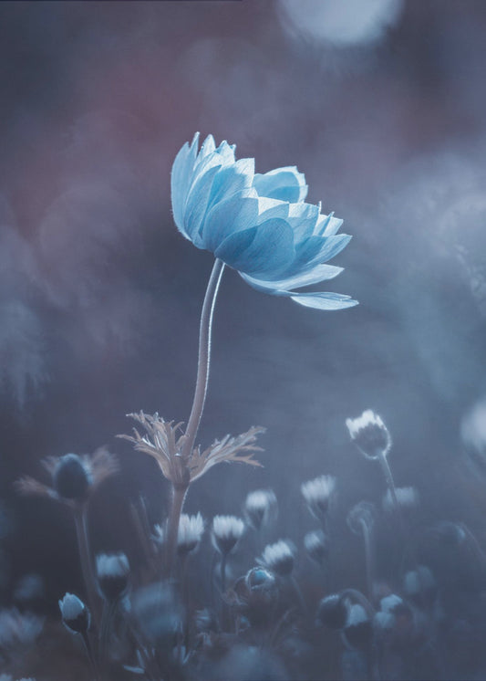 A short story of flower | Poster