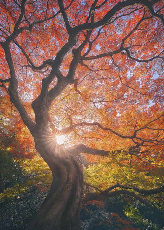 The Japanese Tree | Canvas