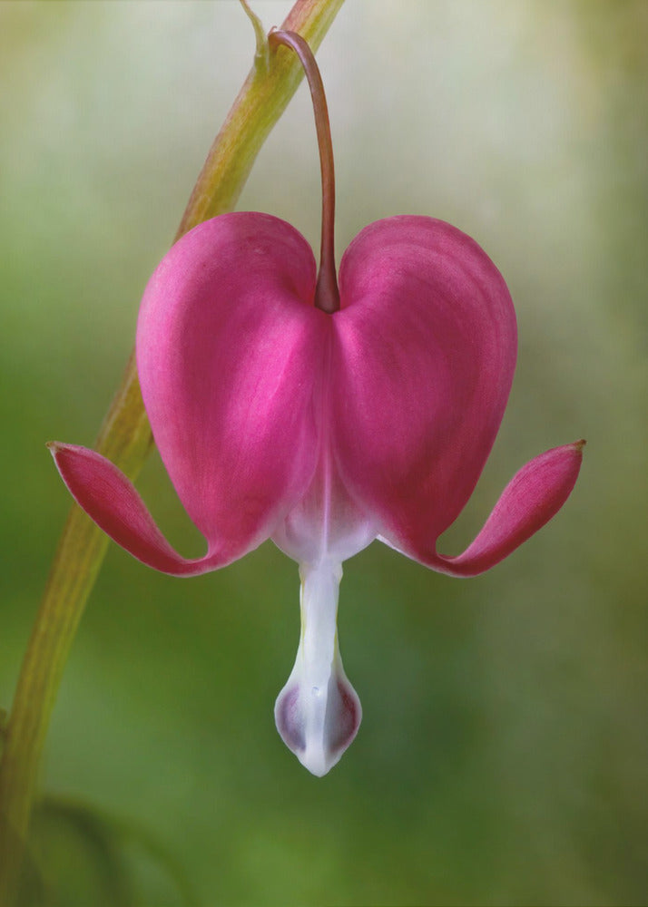 Bleeding Heart | Poster