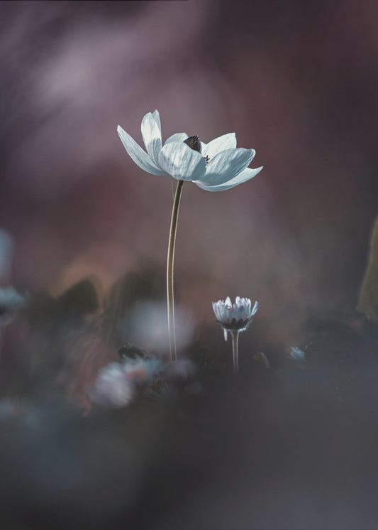 Elles, mes fleurs, émoi | Poster