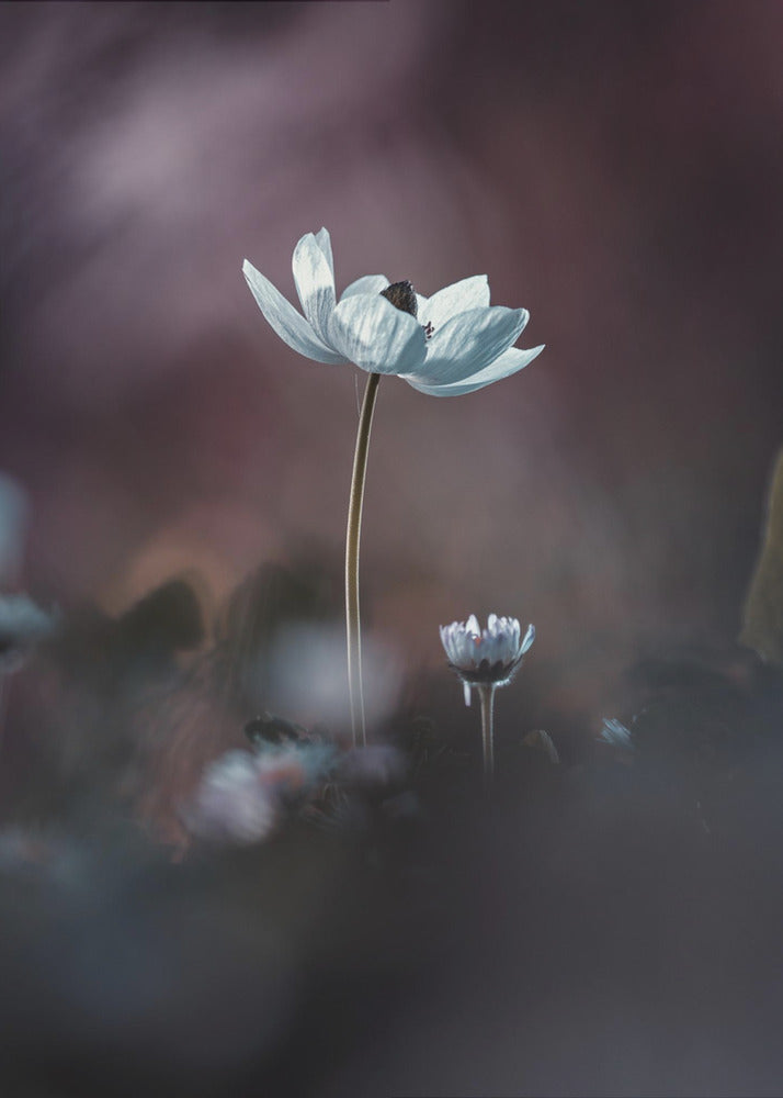 Elles, mes fleurs, Ã©moi | Canvas