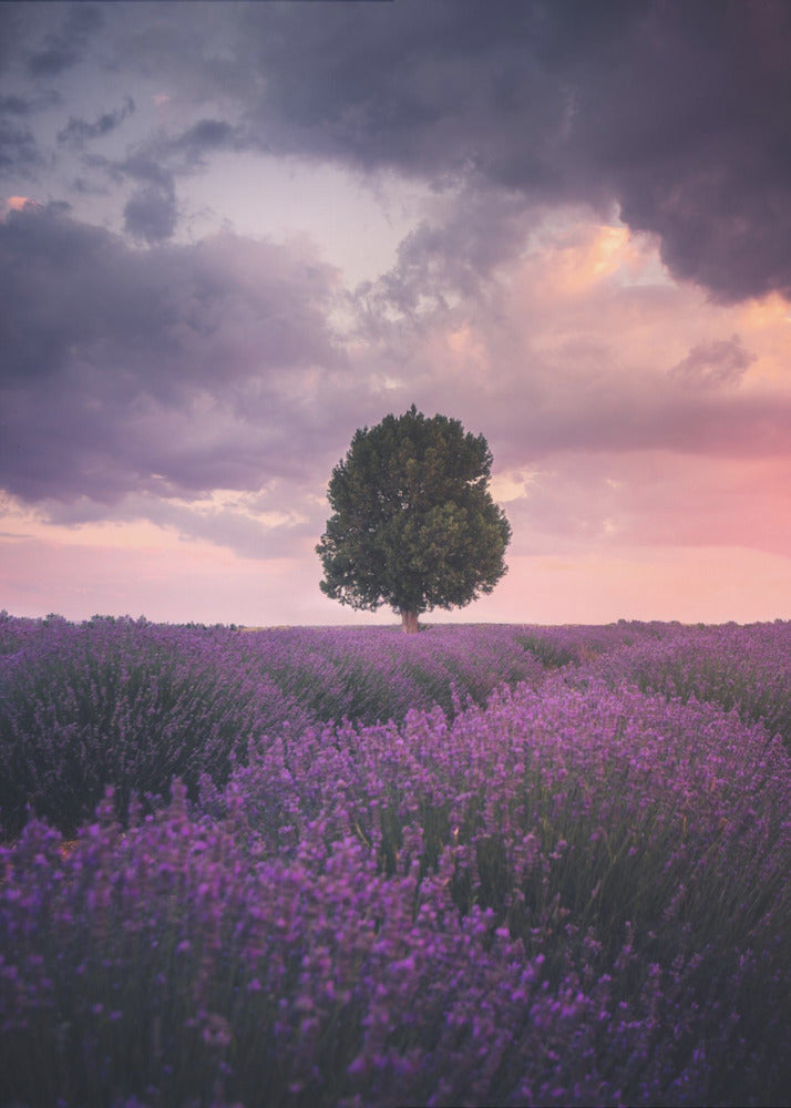Lavender Fields, Isparta | Canvas