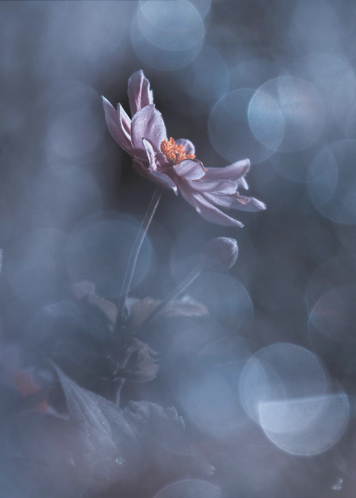 Dancing in the dark | Canvas