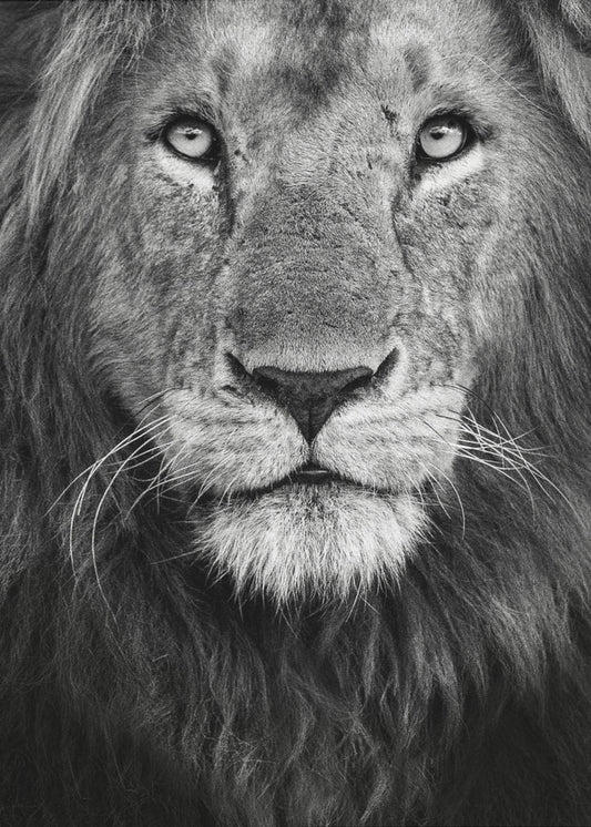 Royal portrait | Poster