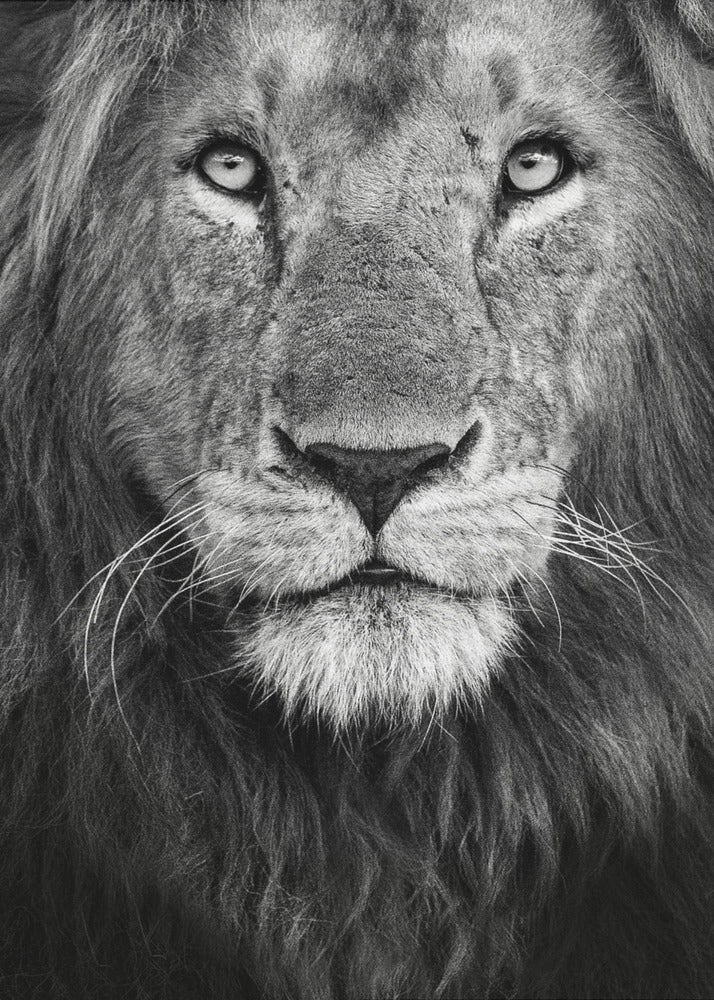 Royal portrait | Canvas