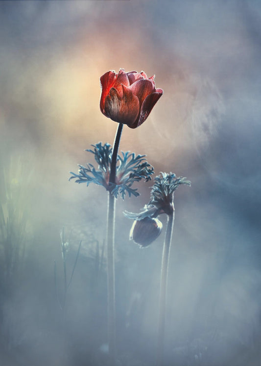 Where poetry and memories remain | Canvas