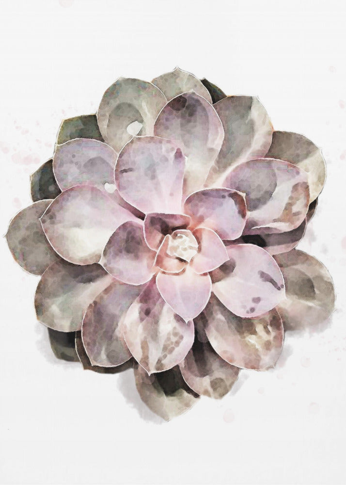 Succulent 01 | Poster