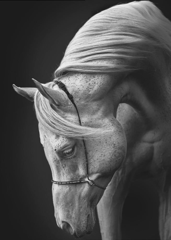 white stallion | Canvas