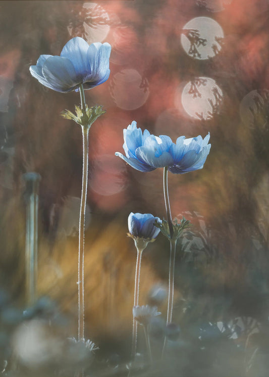 A riot of colors in a grey and dreary world | Poster