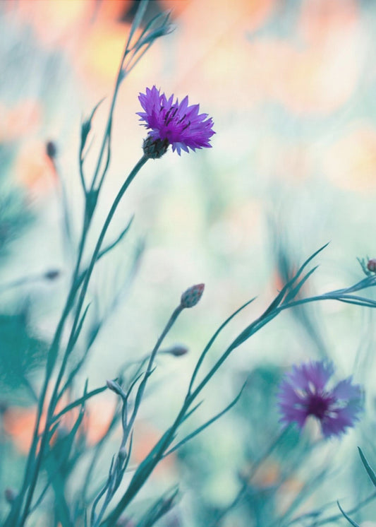 Colors game 2 | Poster