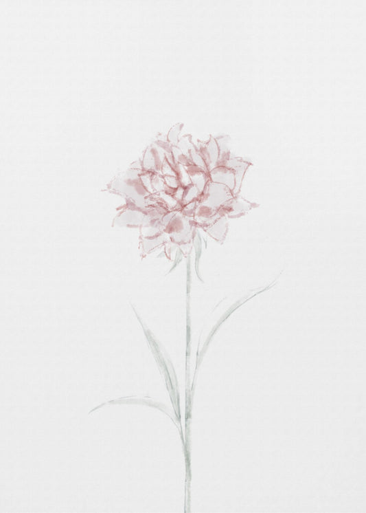 Peony 02 | Poster
