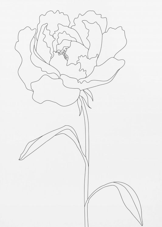 Peony Lines | Canvas