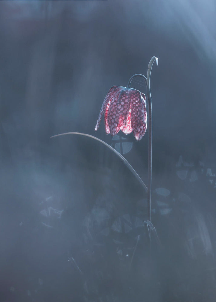 Ephemeral Fantasy | Poster