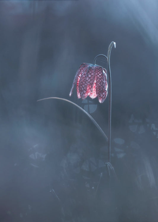 Ephemeral Fantasy | Canvas