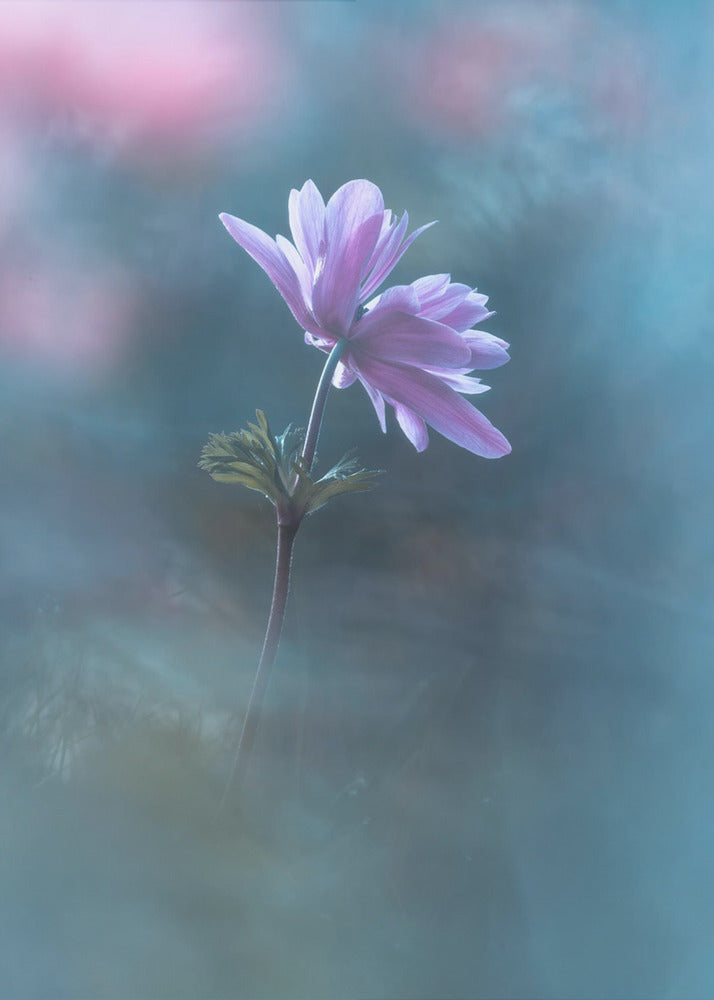 Never ending days | Canvas