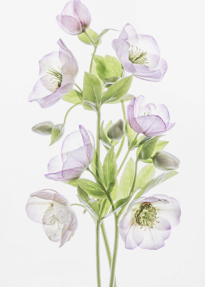 Hellebore | Canvas