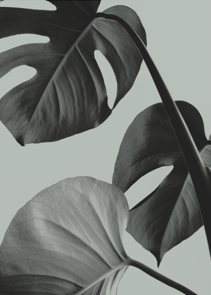 Monstera Teal 07 | Canvas