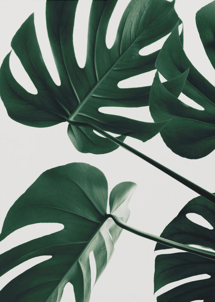 Monstera Natural 43 | Poster