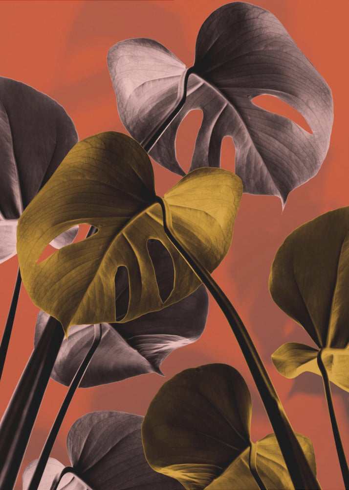 Monstera Orange 01 | Poster