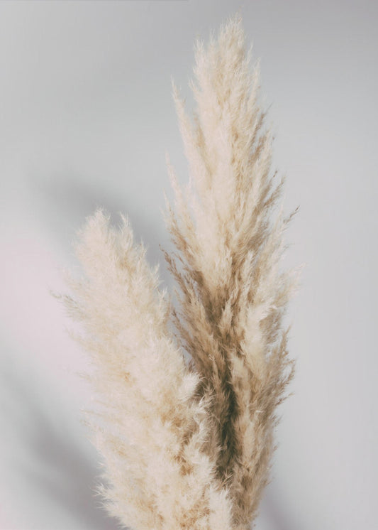 Pampas Grass Grey | Canvas