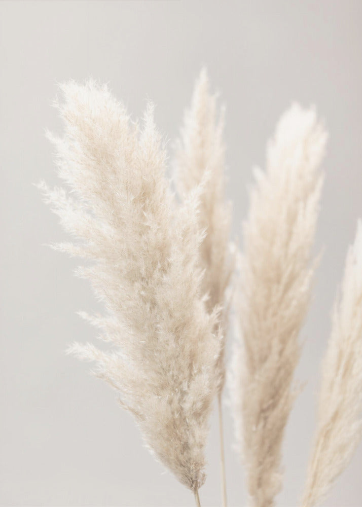 Pampas Grass Grey 02 | Poster