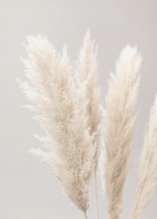 Pampas Grass Grey 02 | Canvas