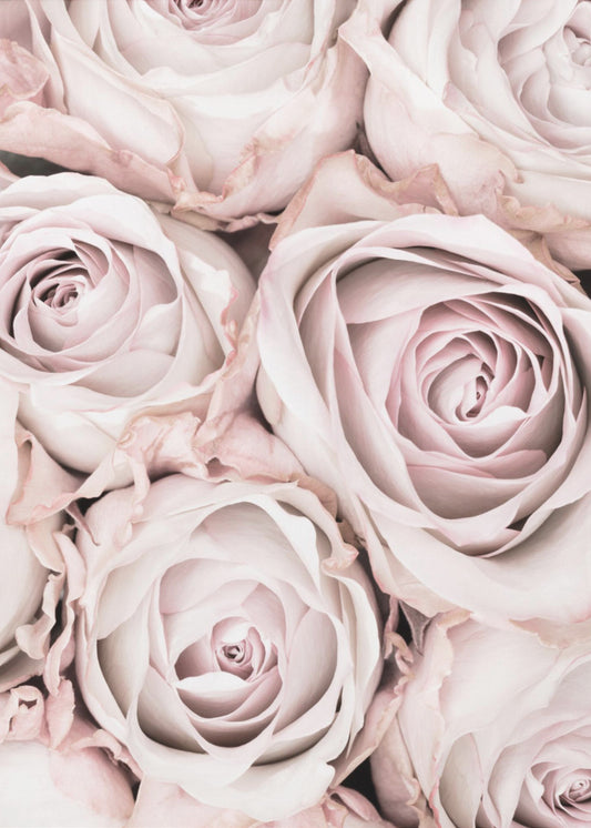 Pink Roses No 01 | Poster