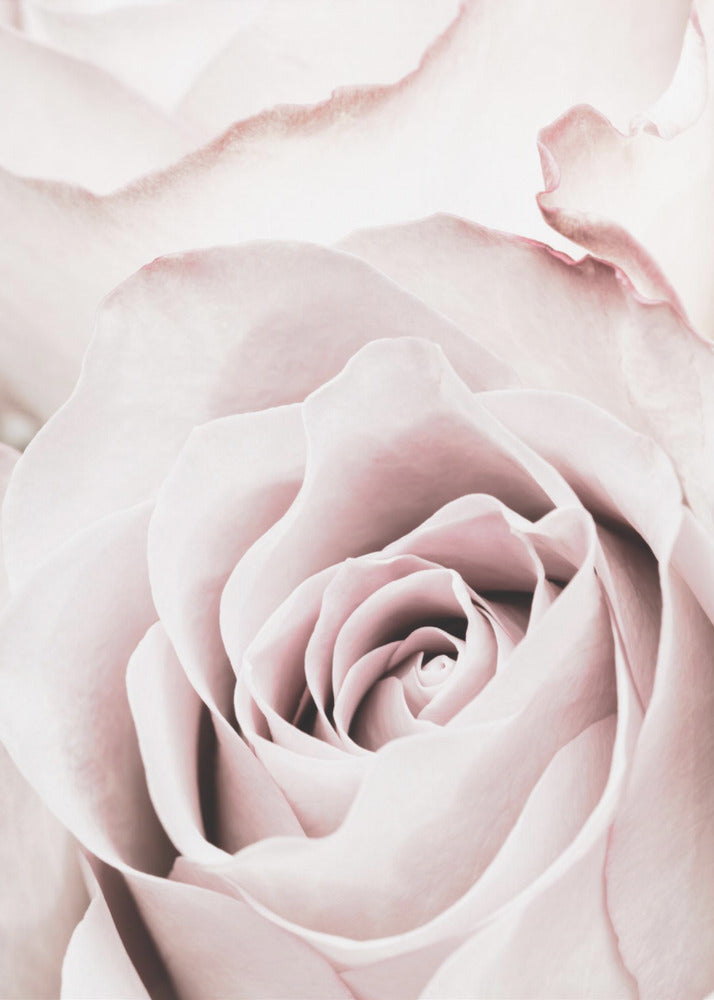 Pink Rose No 05 | Canvas