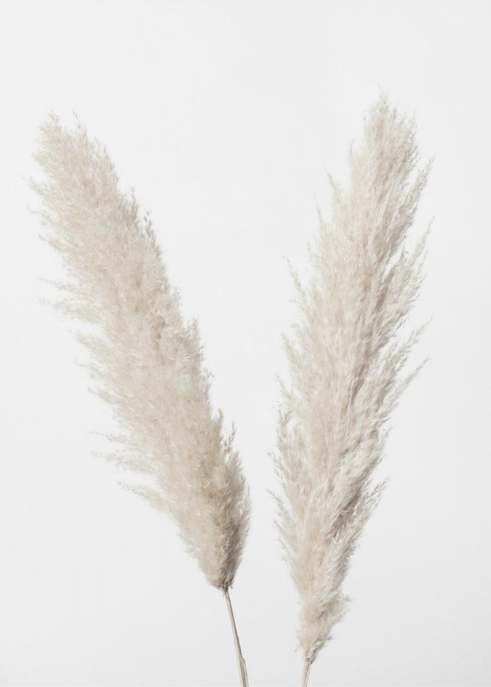 Pampas White | Poster