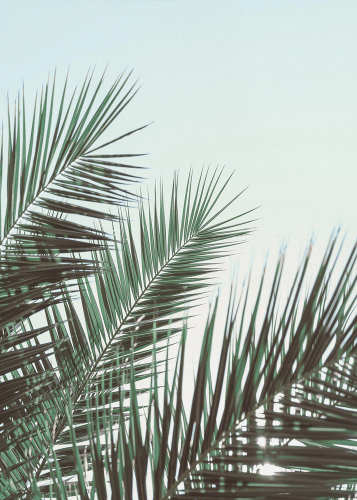 Palm leaves, sky_1 | Canvas
