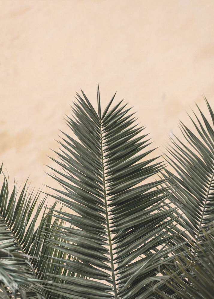 Palm leaves and wall_1 | Poster